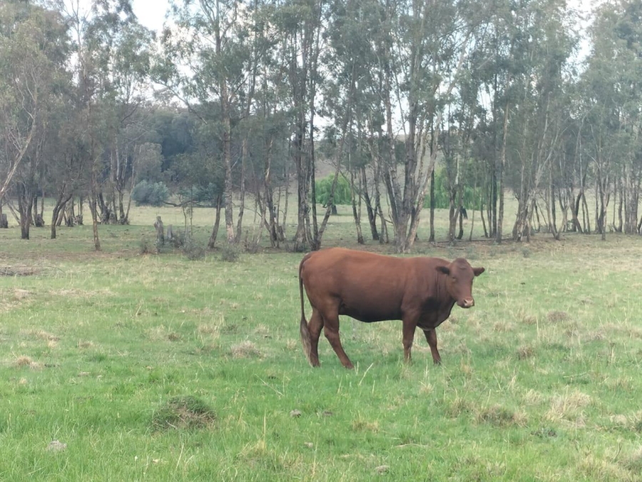 0 Bedroom Property for Sale in Bethlehem Rural Free State